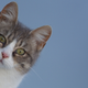 Illustration for article titled Domestic cats are destroying the planet